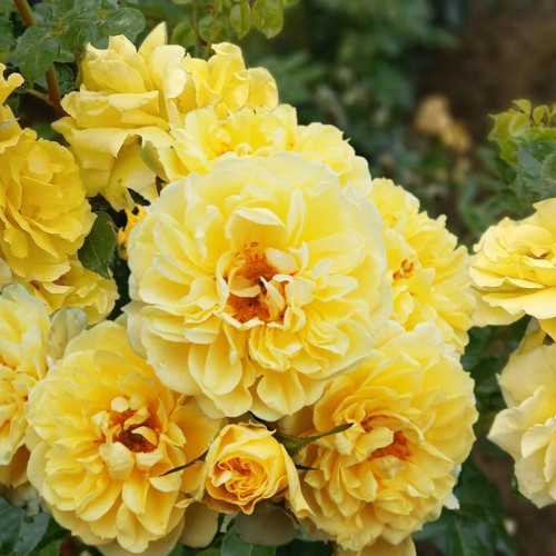 Rosa 'Apollo' - Roos 'Apollo' C4/4L